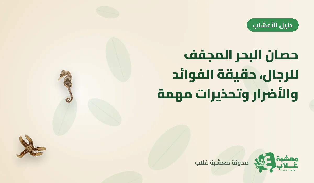حصان البحر المجفف للرجال: حقيقة الفوائد والأضرار وتحذيرات مهمة