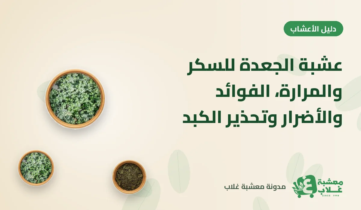 عشبة الجعدة للسكر والمرارة: الفوائد والأضرار وتحذير الكبد