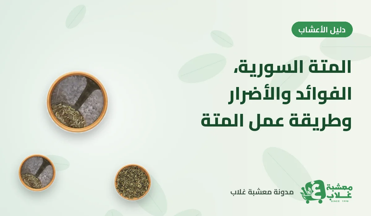 المتة السورية: الفوائد والأضرار وطريقة عمل المتة
