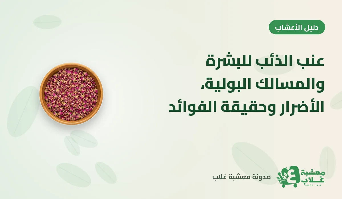 عنب الذئب للبشرة والمسالك البولية: الأضرار وحقيقة الفوائد